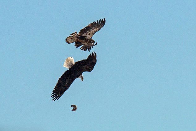 两只秃鹰空中激战抢夺土拨鼠