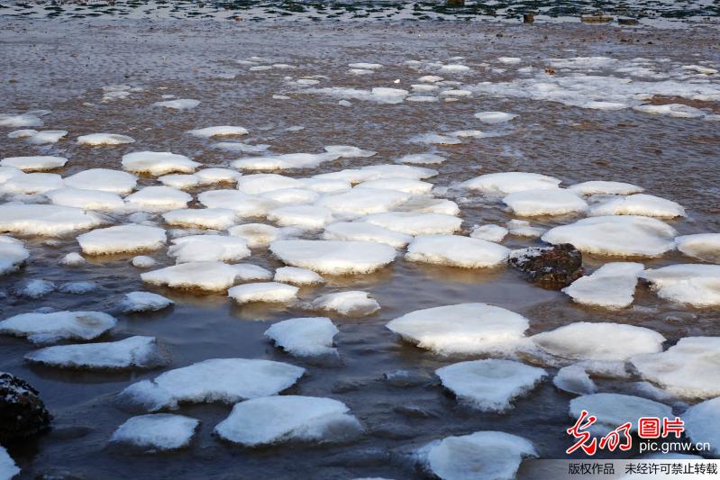 山东青岛胶州湾今年首现结冰奇观