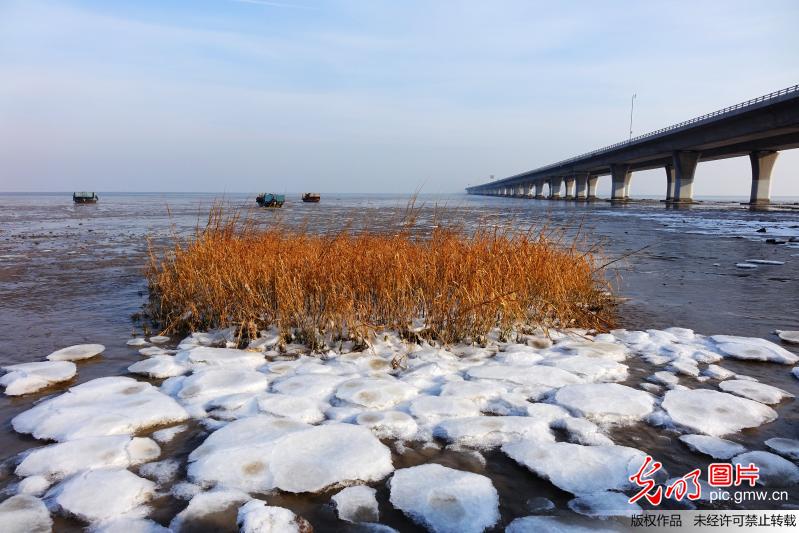 山东青岛胶州湾今年首现结冰奇观