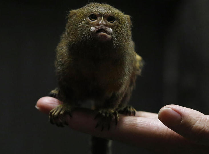香港展出世界最小猴子 没有手掌大(2)