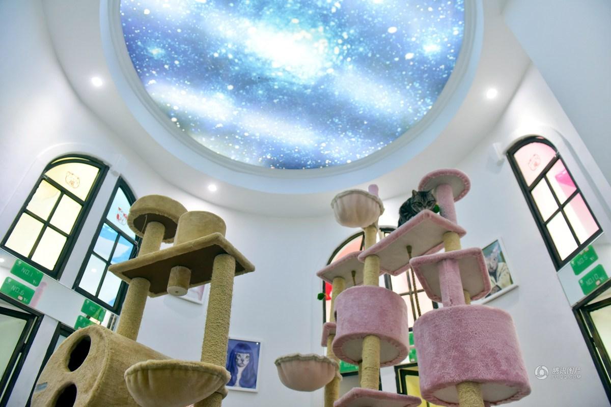 成都宠物酒店春节寄养150元一天供不应求(5)