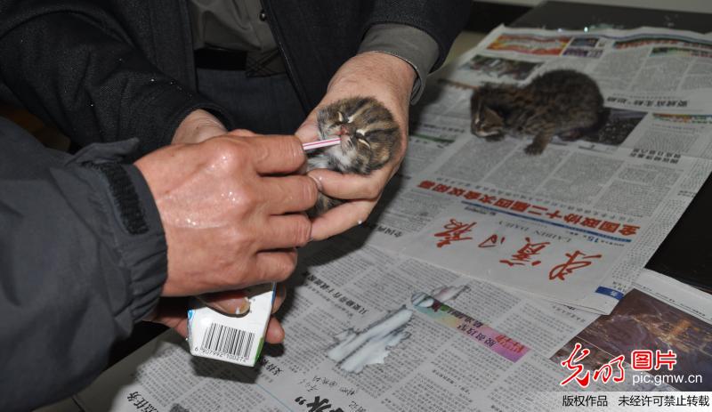 广西来宾一村民甘蔗地发现野生豹猫(3)