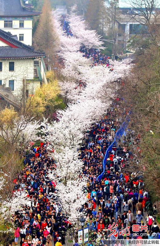 南京鸡鸣寺樱花大道迎赏花客流高峰