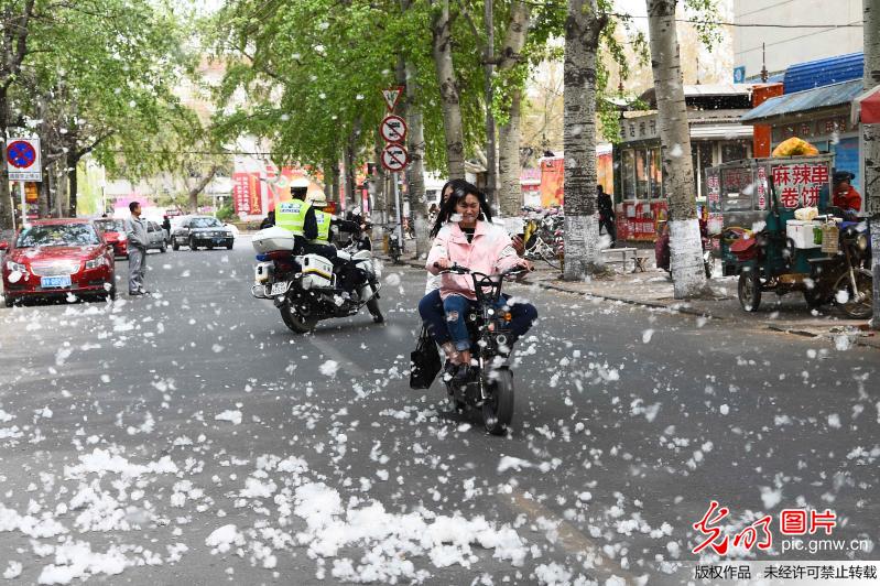 山东潍坊杨絮似雪漫天飞 行人遮脸躲避(3)_焦点 _光明网