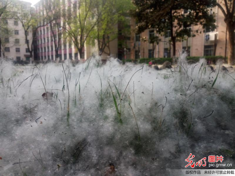 山东聊城杨柳絮爆发已成灾