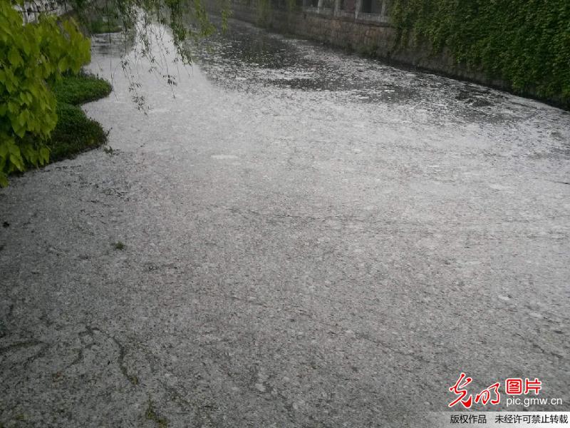 上海柳絮吹落河水变牛奶河(1)
