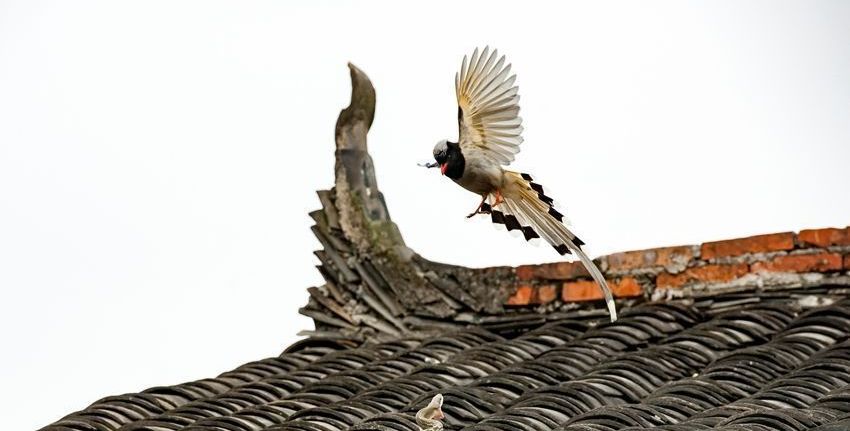 什么鸟惊蛇的成语疯狂猜成语_勤手成语疯狂猜成语(2)