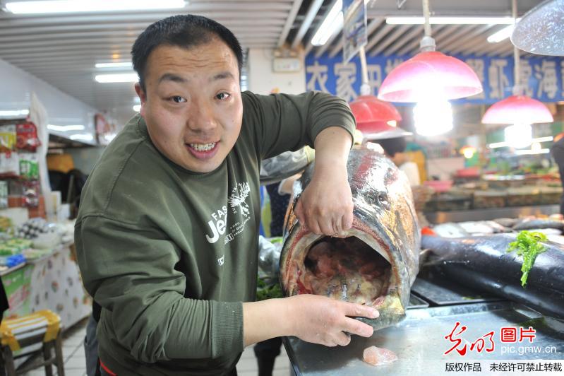 山东 青岛 :305斤 巨型石斑鱼 称霸海鲜市场(2)_焦