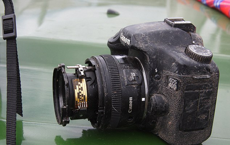 母狮突发好奇心 咀嚼相机镜头(4)