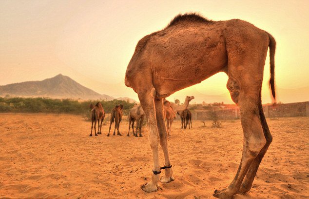 双头马无头鹅 摄影师抓拍动物错位图(5)_奇闻趣图 _光明网