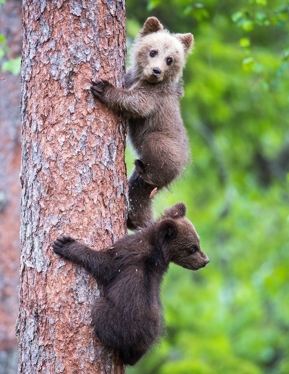 芬兰小熊跟妈妈学上树 紧抱大树萌萌哒