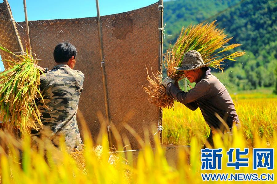 图为农民忙着收割水稻.