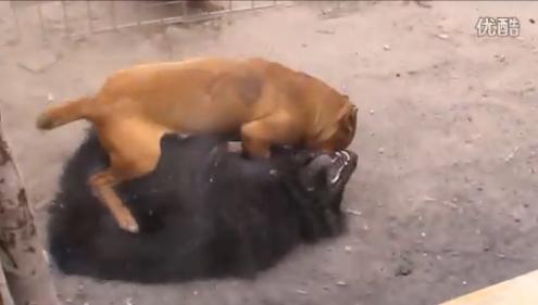 传说中能杀狼斗虎虐豹子的藏獒，居然连土狗都打不过(13)_社会 _光明网