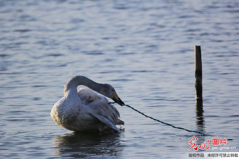 山东﹕大天鹅遭绳子缠绕 天鹅大叔下水施救(