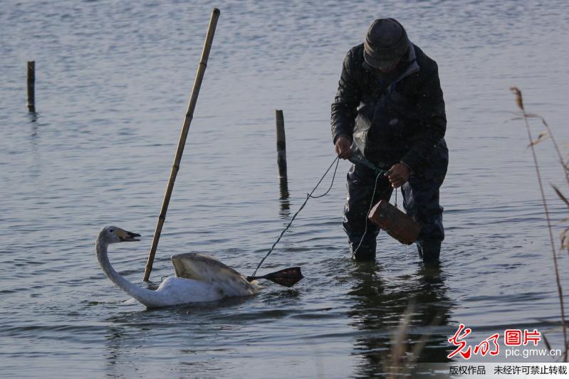 山东:大天鹅遭绳子缠绕 天鹅大叔 下水施救(3)