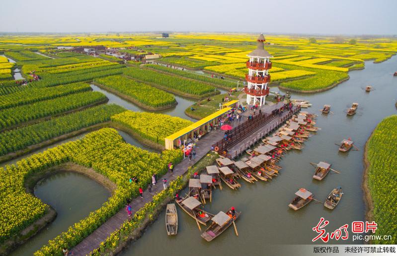 江苏兴化水上油菜花盛开 千垛披金醉游人