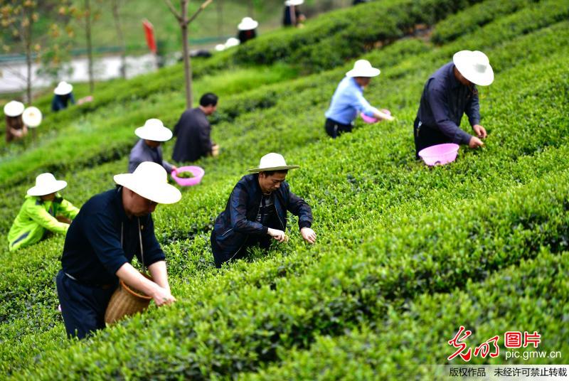 湖北恩施﹕“扶貧義工”忙採茶 湖北恩施﹕“扶貧義工”忙採茶
