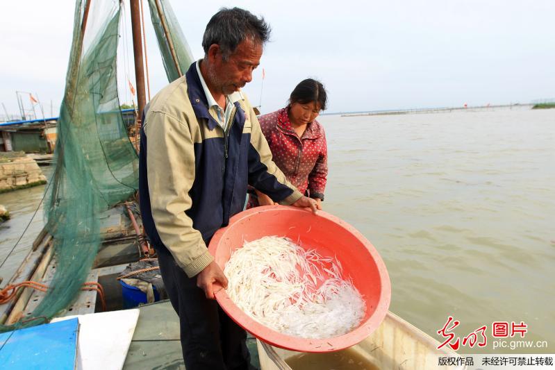 江苏洪泽湖开捕银鱼(2)