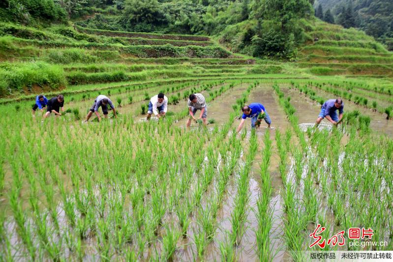 湖南郴州上演插秧比赛 城市居民体验农耕文化