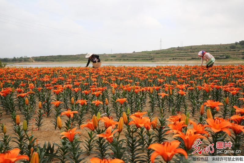 山东荣成﹕百合花开致富路(1)
