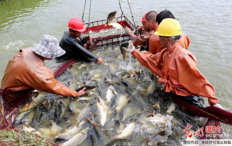 江苏东海:渔业丰收 渔民致富