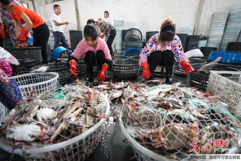 2017年8月11日,渔民在江苏省连云港市赣榆区海头港海产品交易市场