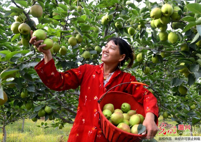 新疆库尔勒早酥梨远销海外市场(1)