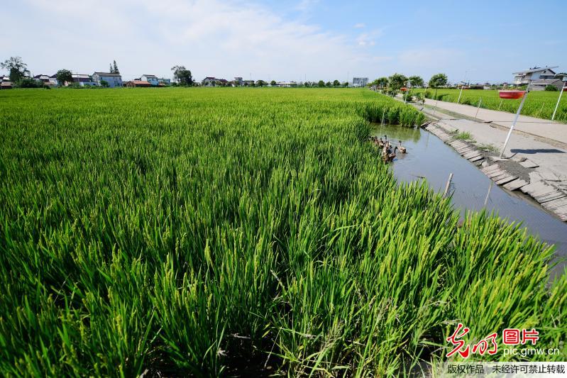 江苏海安:稻田用上 鸭管家 ,生态种养效益好(1)
