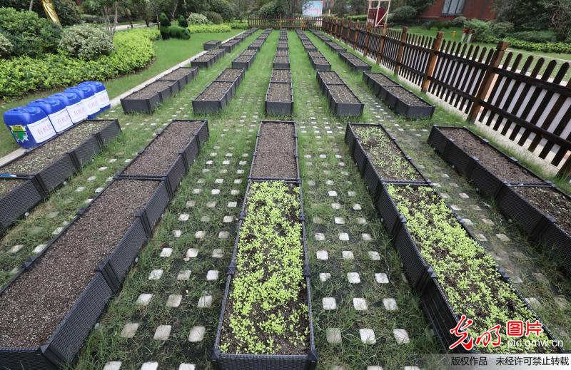 合肥一小区开设忆农田园 业主乐当都市农夫