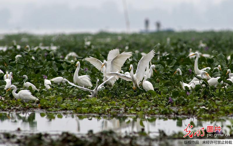 湖北咸宁:生态湿地白鹭翩跹(1)