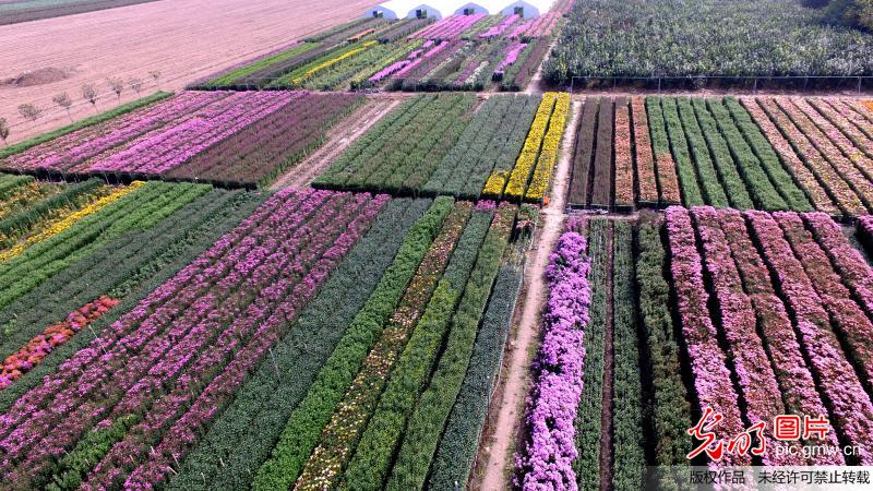 河南许昌:彩菊种植基地色彩斑斓(2)