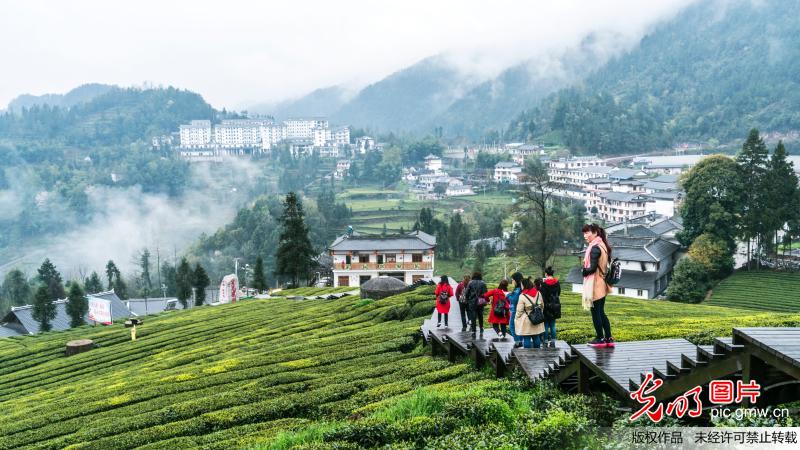 湖北宣恩:大美茶乡 醉引客从四方来