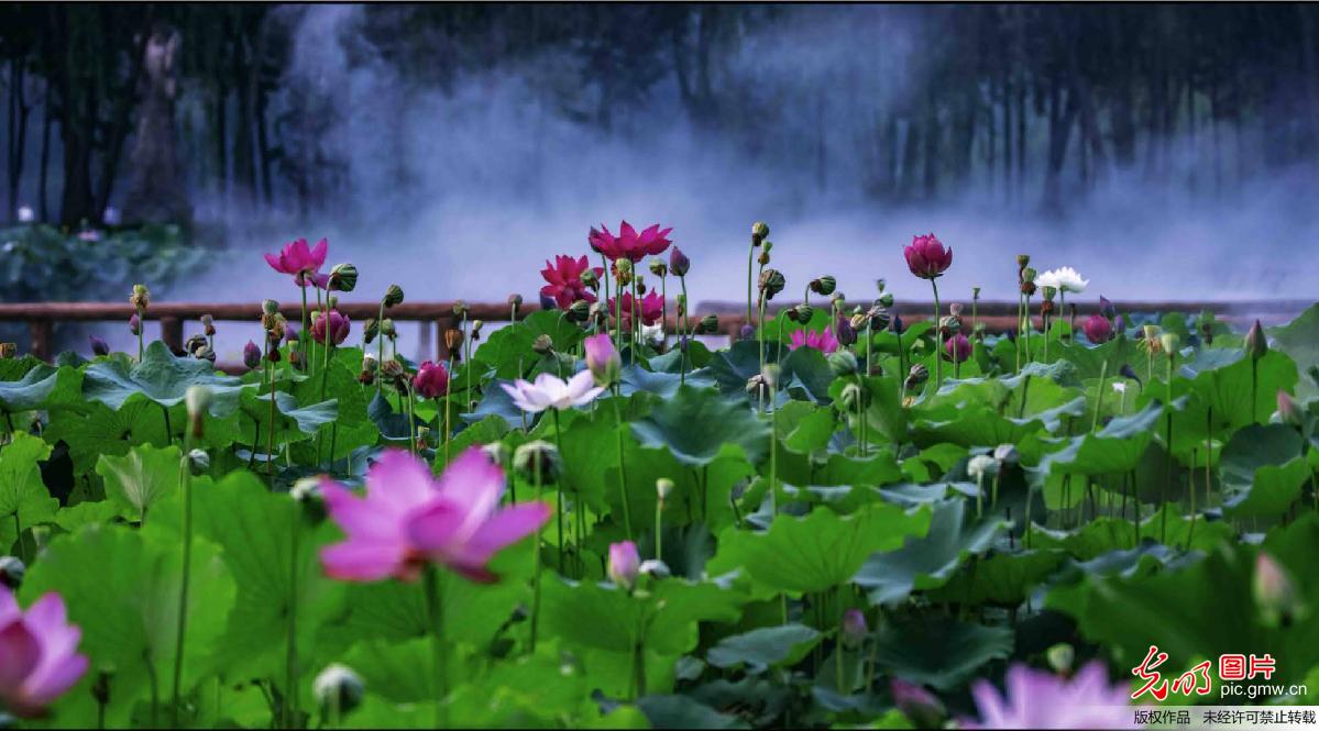 第十五届中国(滕州)微山湖湿地红荷节开幕