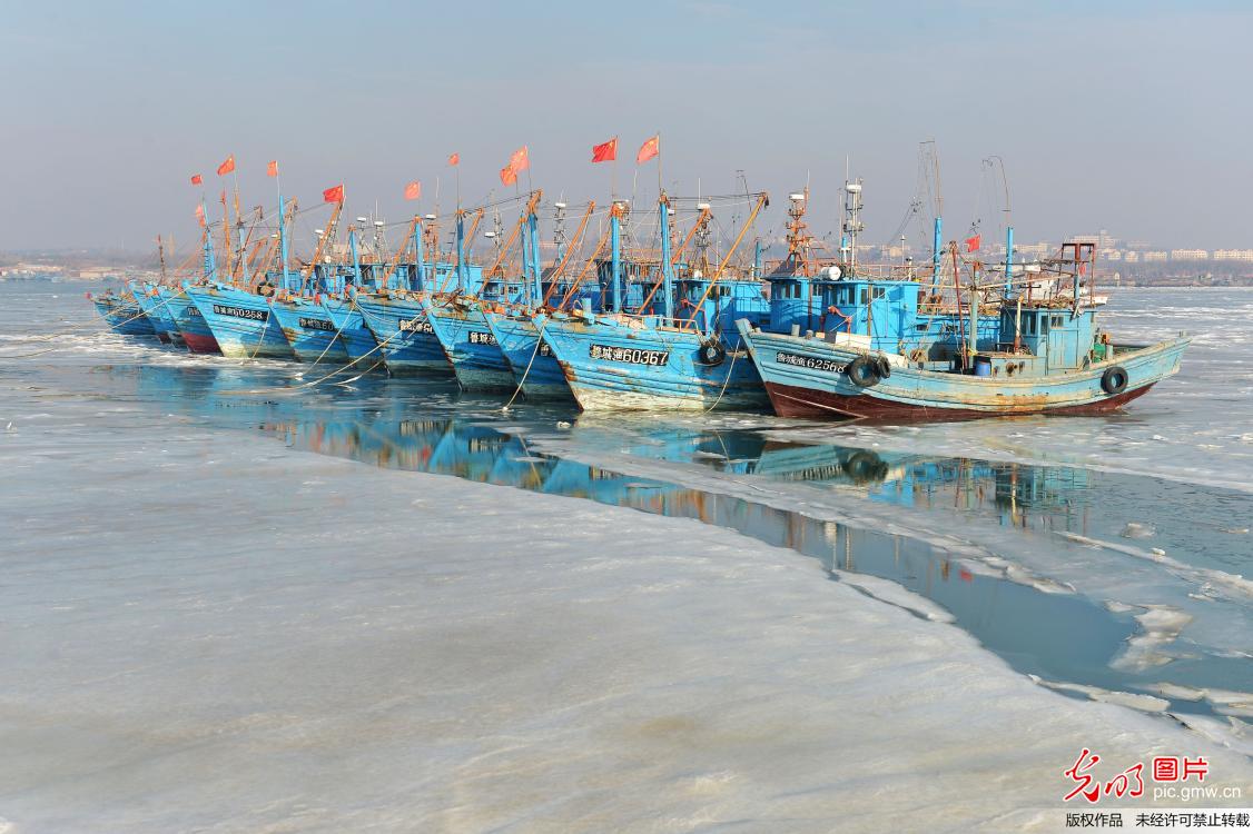 山东胶州湾海岸集结千米海冰