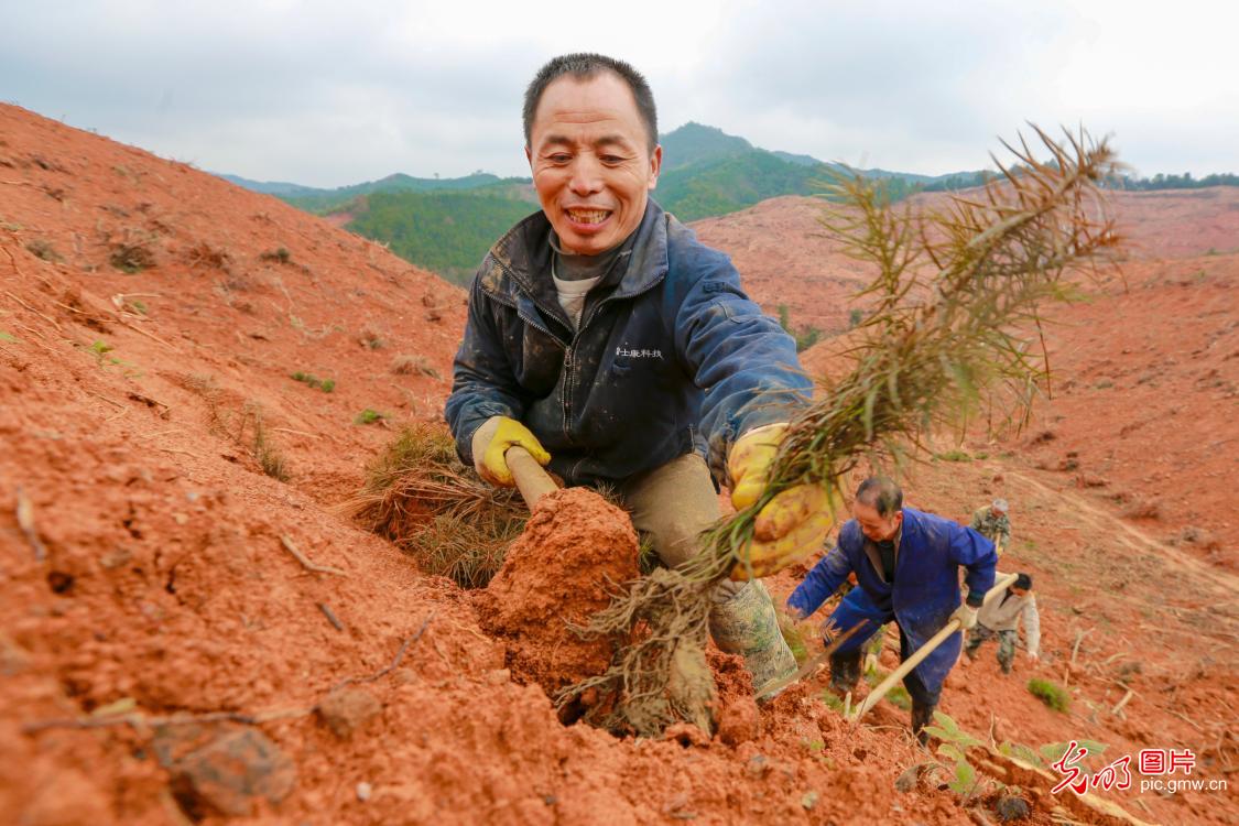 2019年2月22日,江西省峡江县玉笥山林场,造林员在种植杉树.