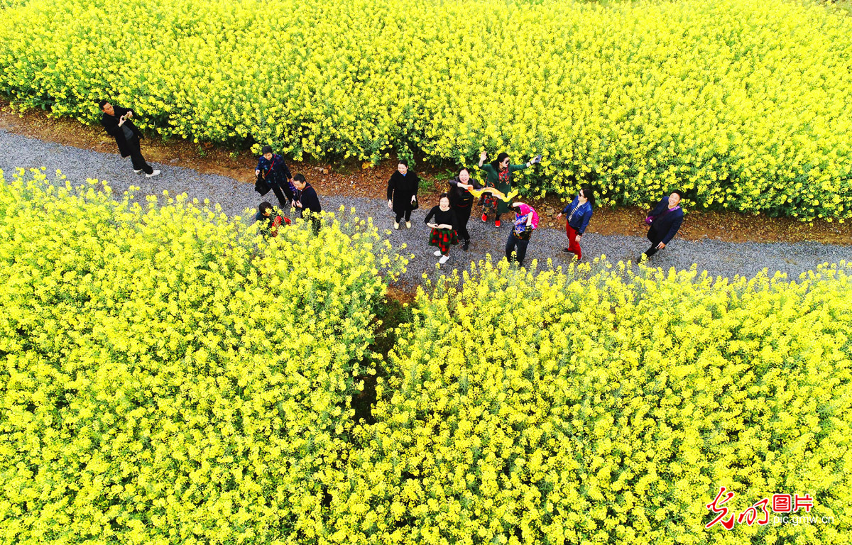 安徽枞阳30万亩油菜花海绽放美丽经济