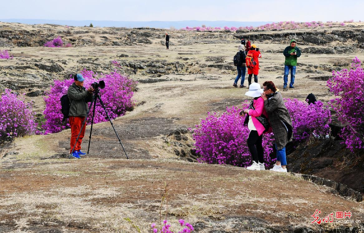 黑龙江省牡丹江市宁安沙兰镇的火山熔岩台地,学名叫兴安杜鹃俗称