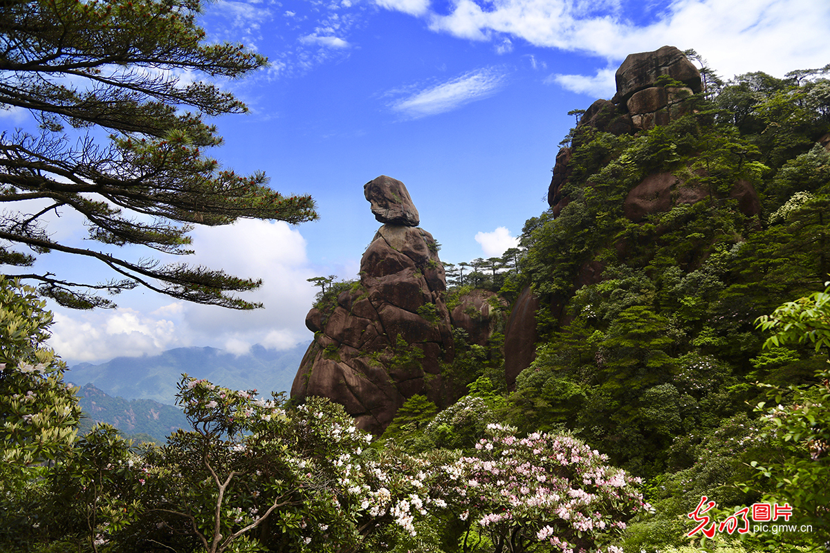 三清山杜鹃盛开赏花看云海