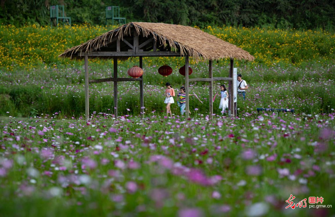 2019年6月15日,游人在江西省新余市渝水区良山镇下保村格桑花海中