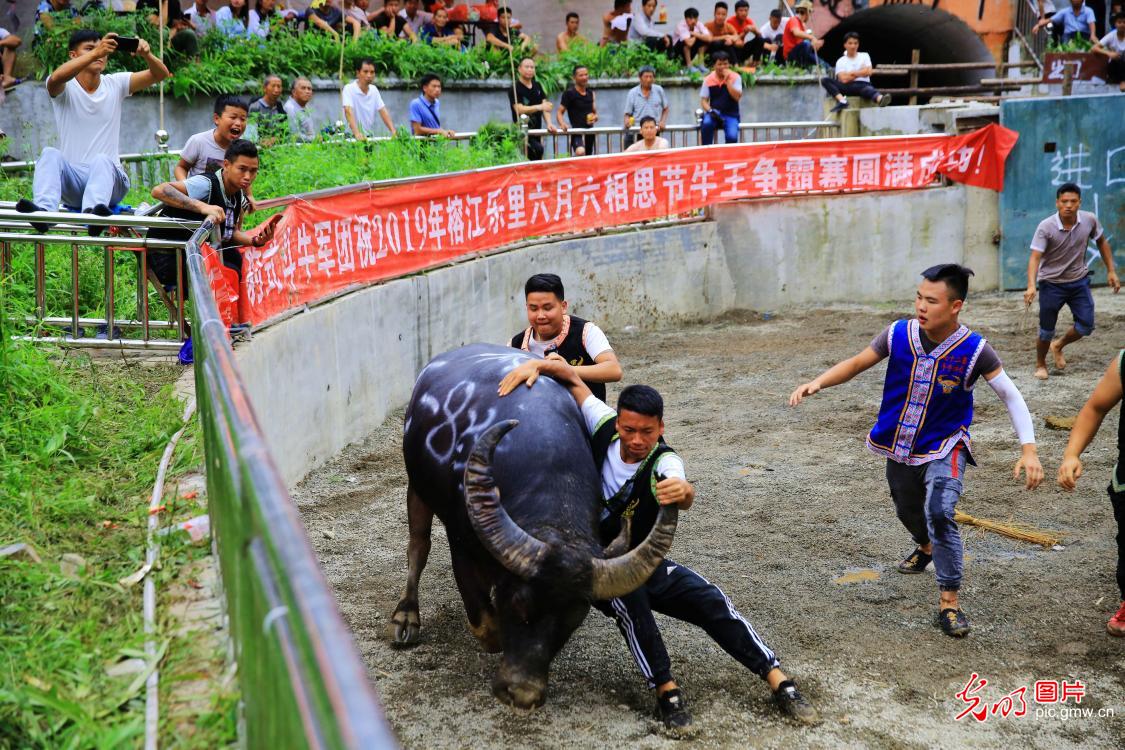 贵州榕江:侗乡牛王争霸赛 贵州榕江:侗乡牛王争霸赛