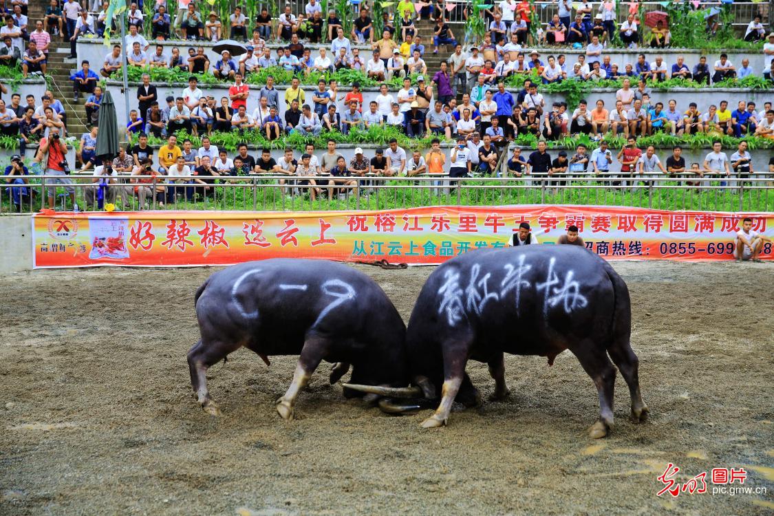 贵州榕江:侗乡牛王争霸赛 贵州榕江:侗乡牛王争霸赛