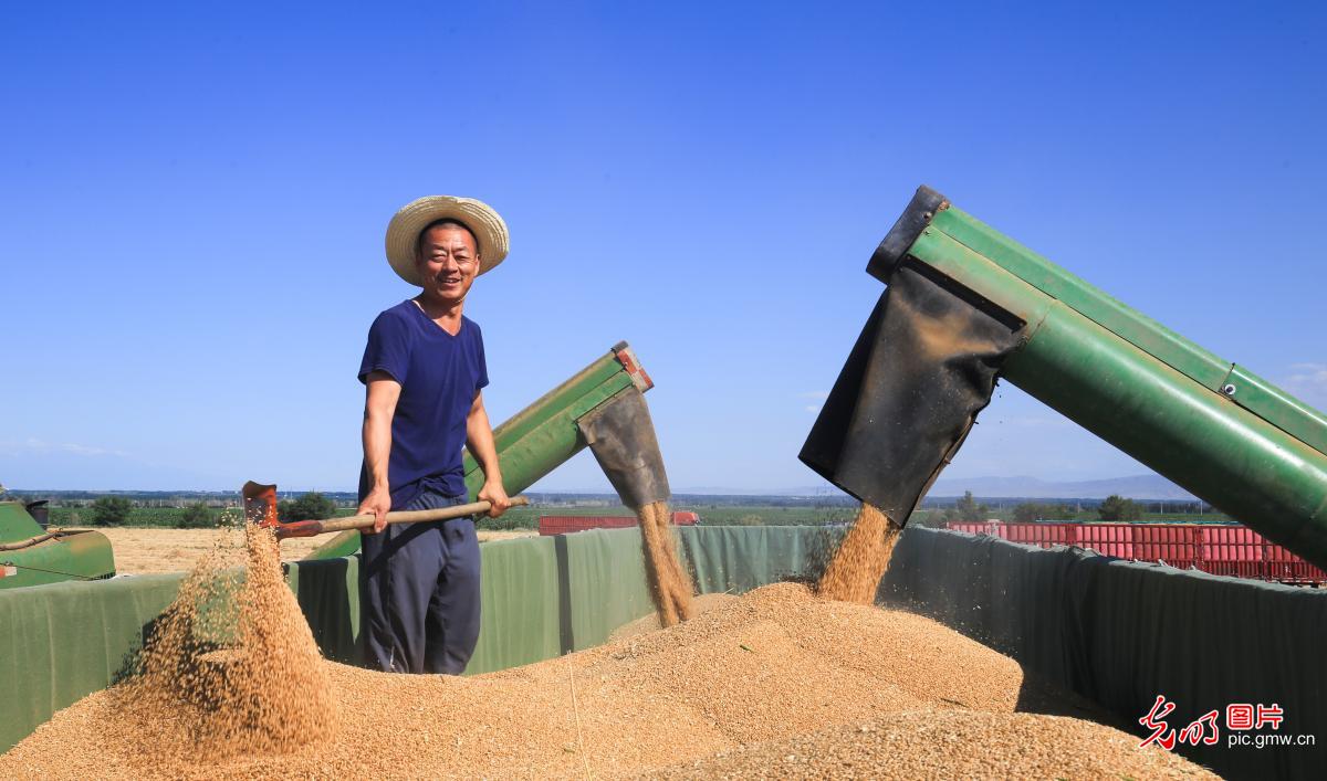 小麦开镰收割忙 小麦开镰收割忙