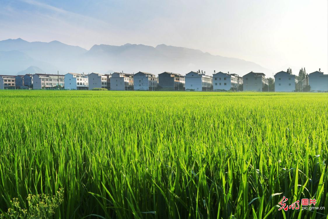 浙江仙居:夏日田园 美景如画