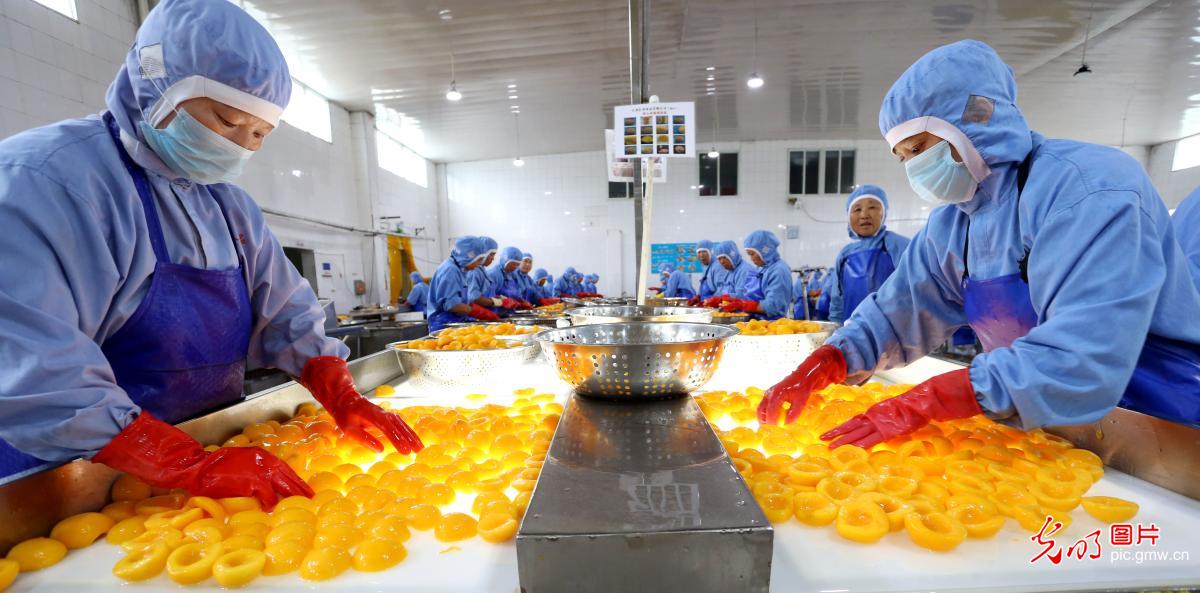 当前,正是水果收获季节,东海县一些食品深加工企业生产线全部运转,抢