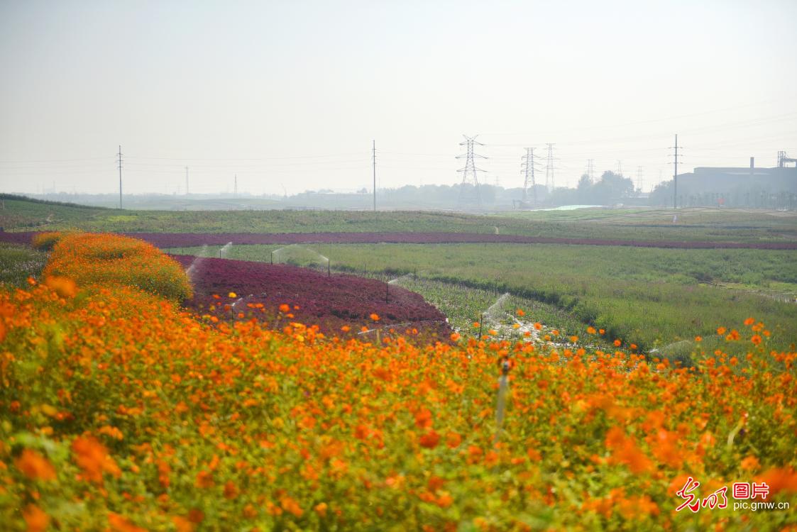 唐山花海核心区占地11.02平方公里,空间结构为"一带两核三区".