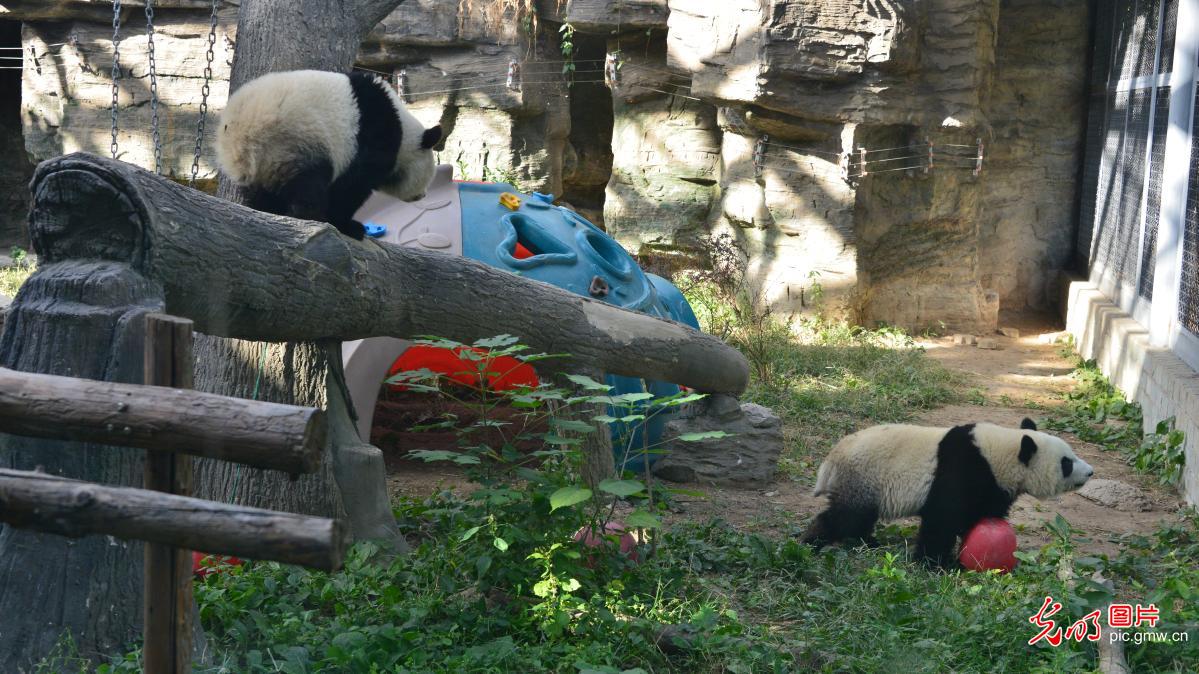 "宝玉"入驻北京动物园大熊猫"十大元帅"队伍