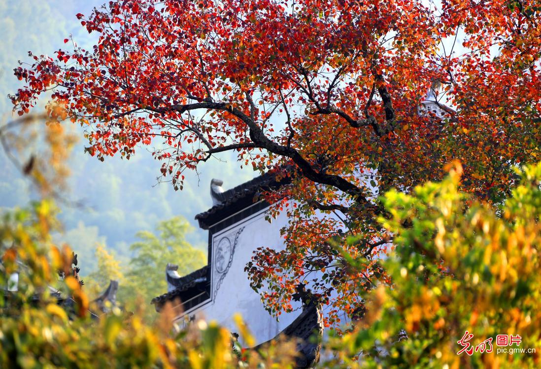 近日,安徽黄山市黟县塔川古村进入赏秋观景最佳季,层林尽染的缤纷秋色