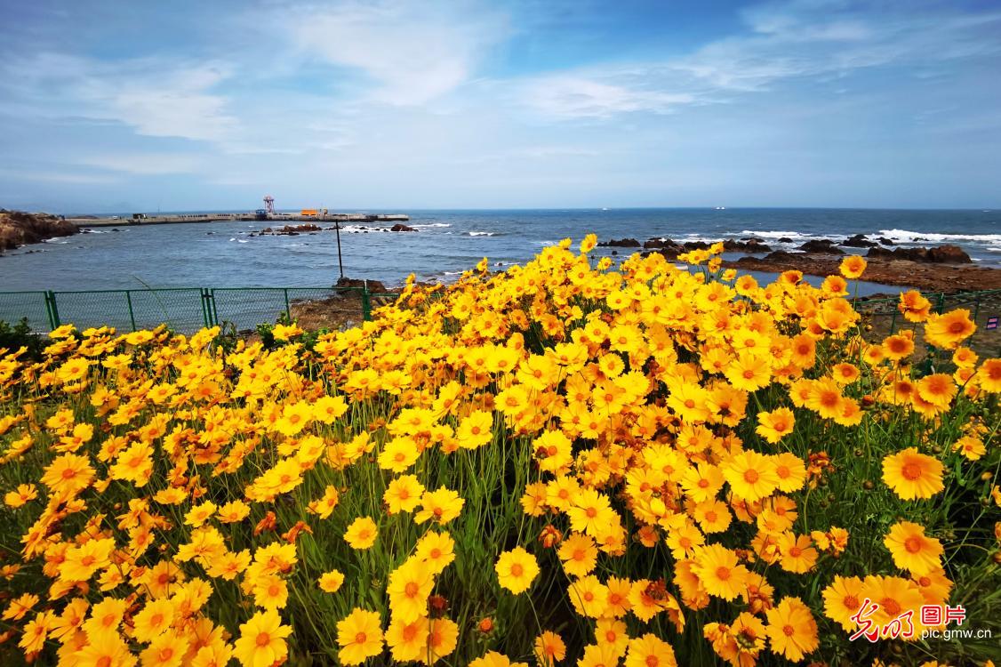 青岛海岸繁花盛放成花海