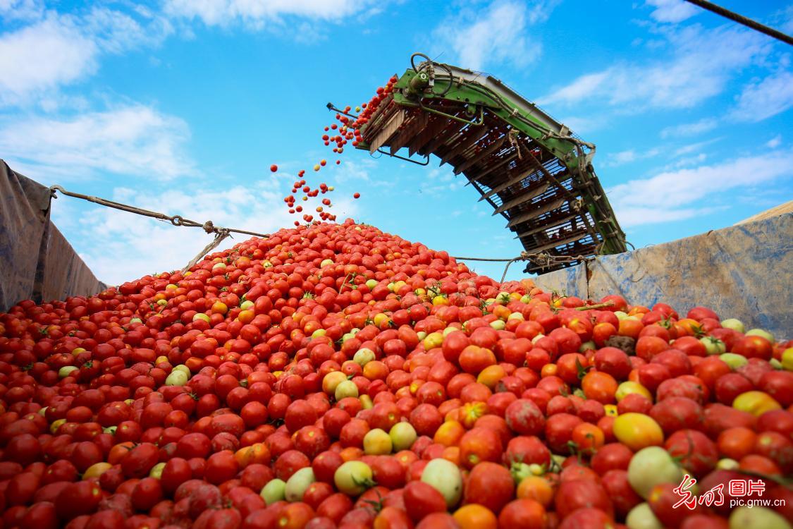 新疆呼图壁:2.79万亩番茄喜丰收
