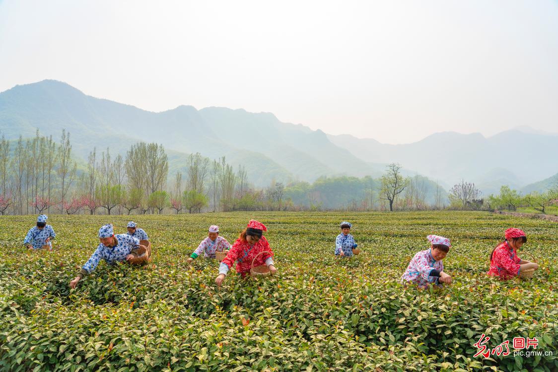 2022年4月6日,河南省济源市王屋山下九里沟茶场新茶开采,茶场职工抓紧